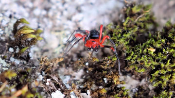 Wallpaper thumb: Red and Black Spider